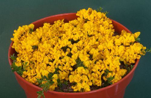 Genista pilosa minor